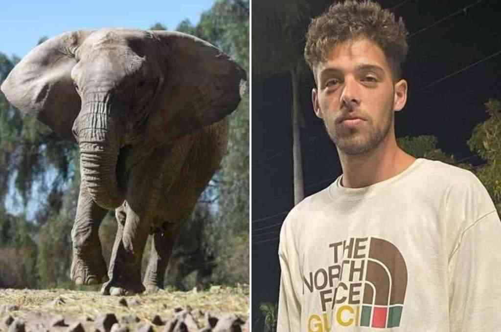 Misión cumplida: Santi Maratea transfirió los fondos para que el elefante Tamy pueda vivir en un santuario en Brasil