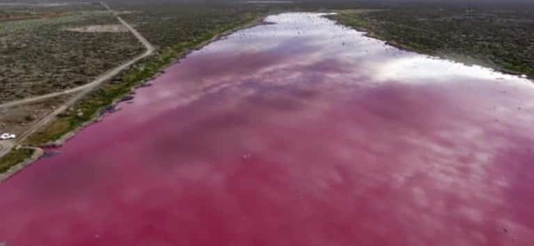 Las lagunas de Trelew se tiñeron de rosa y los vecinos están preocupados