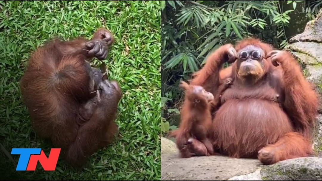 El video de un orangután con los lentes de sol de una turista se convirtió en furor en TikTok