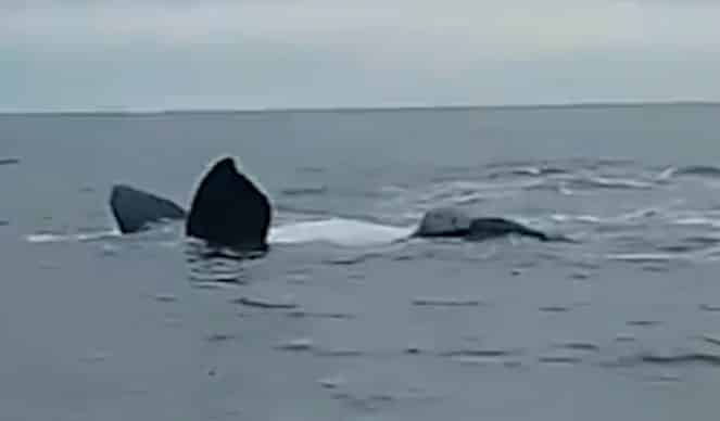 El espectacular video del paso de dos ballenas por Claromecó