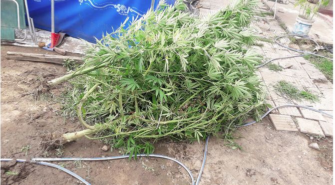 Los condenaron por “cuidar” una plantación de marihuana con un cerco electrificado