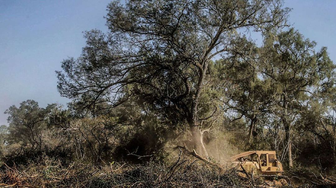 Bosques nativos: el Presupuesto 2022 destinaría apenas del 3% de lo dispuesto por ley para su protección