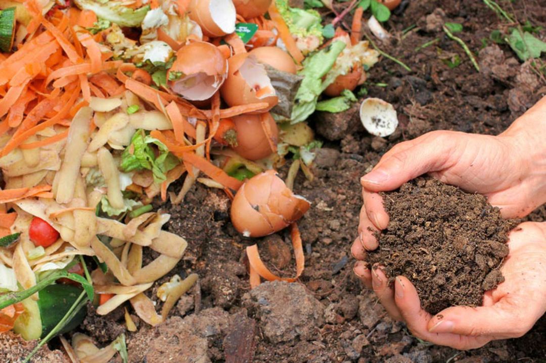 Día Nacional de la Conciencia Ambiental: cuatro cambios que podés hacer para reducir el impacto en tu entorno