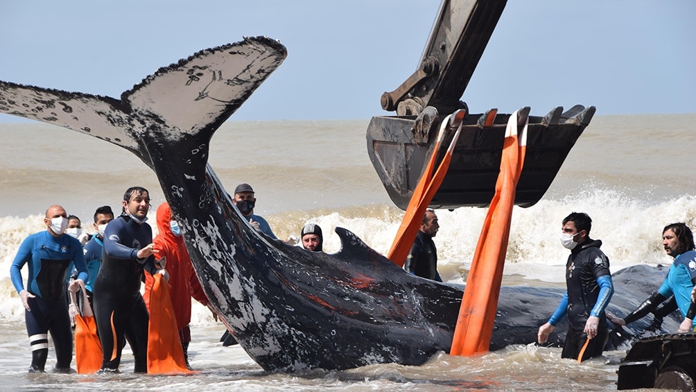 Regresaron al mar a dos ballenas varadas en la costa bonaerense