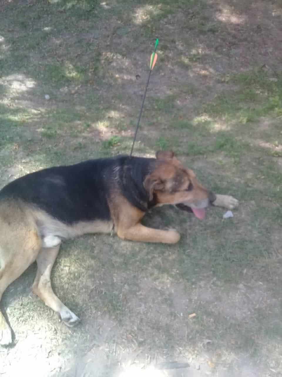 Salvajes: hieren a un perro clavándole una flecha