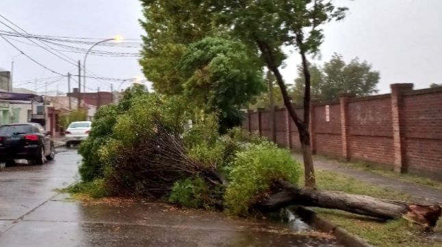 Temporal en Punta Alta: arboles y cables caídos, gente evacuada