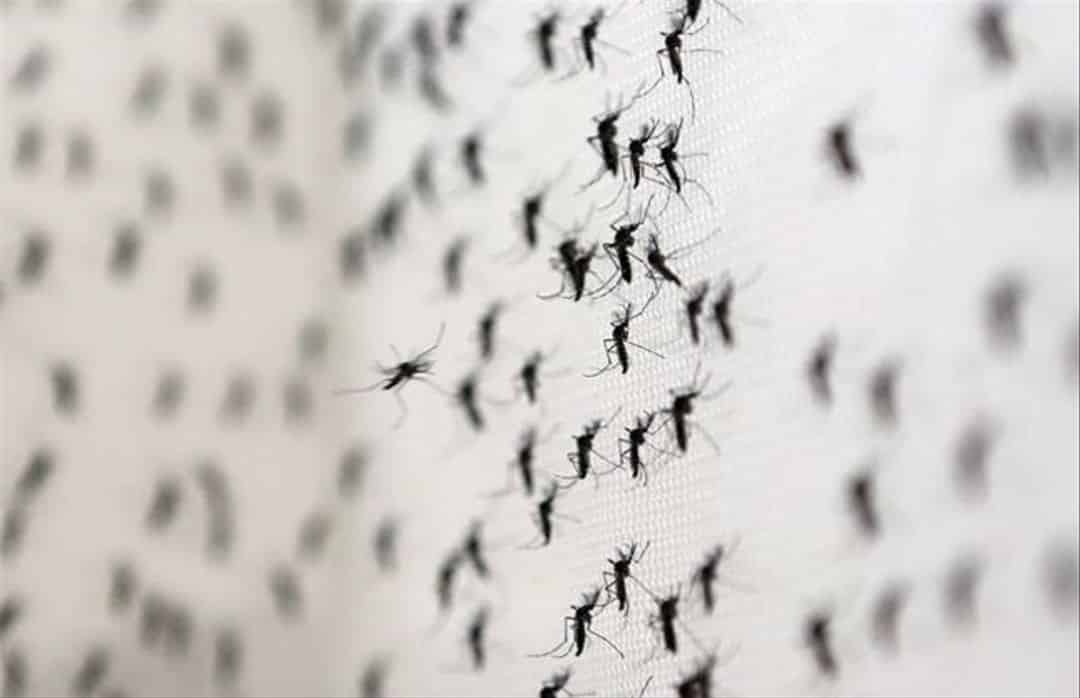 Primavera, lluvia y mosquitos: la importancia de limpiar y descacharrar para que no se formen criaderos