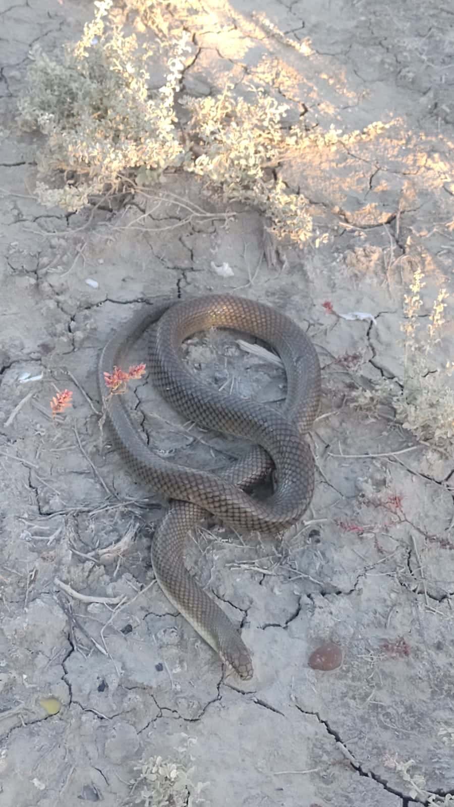 Vecinos encontraron una víbora de gran tamaño