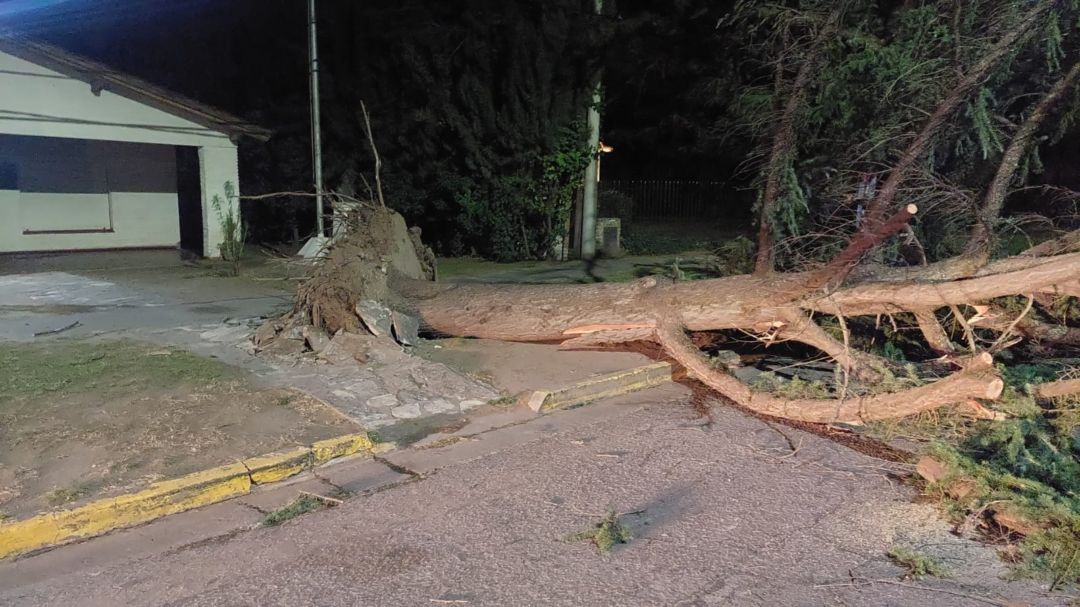 Las consecuencias del viento: más de 100 llamados a Defensa Civil por árboles caídos, voladuras de techo y cables cortados