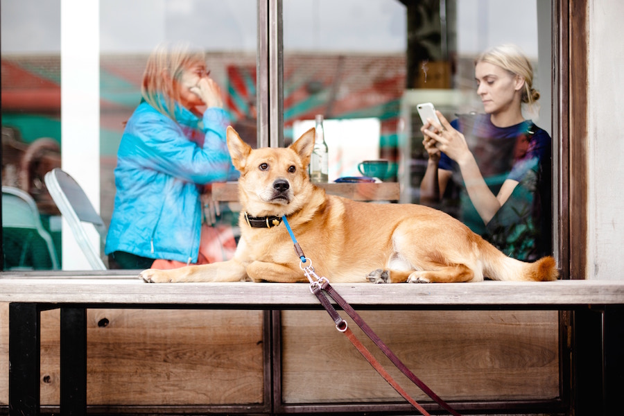 Bahía Blanca “Pet Friendly”: cómo será el ingreso de perros y gatos a bares y restaurantes