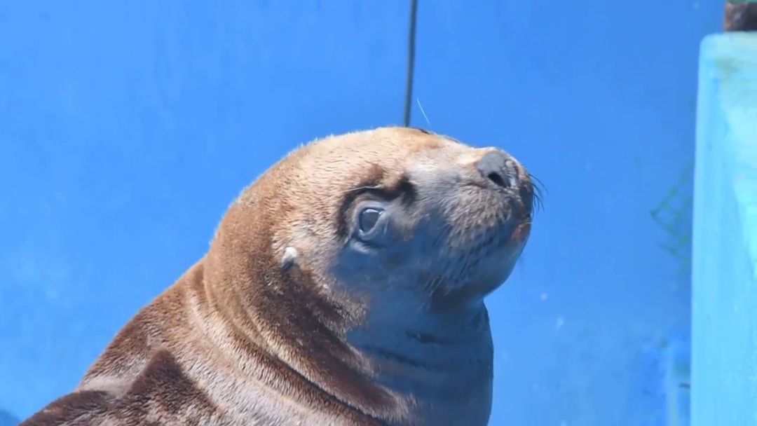 Volvió al mar un león marino rescatado en Bahía