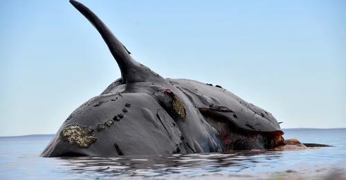 Descubrieron qué fue lo que mató a más de 30 ballenas en Península Valdés