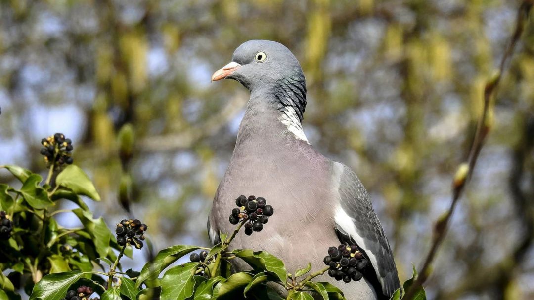 Denuncia por crueldad animal y matanza de palomas en la ciudad