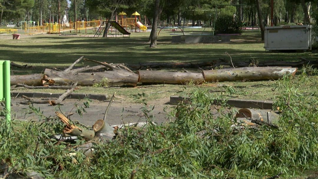 Poda de árboles en el Parque de Mayo: aseguran que trabajan sobre las ramas  secas para evitar riesgos
