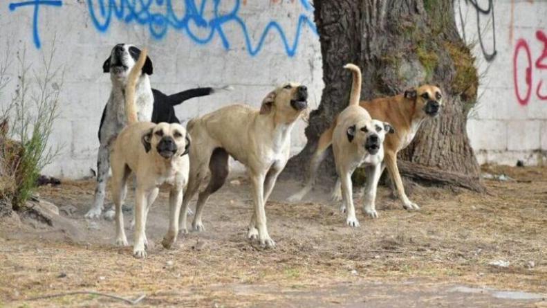 Un nene de 5 años está grave tras ser atacado por una jauría: el dueño de los perros fue detenido