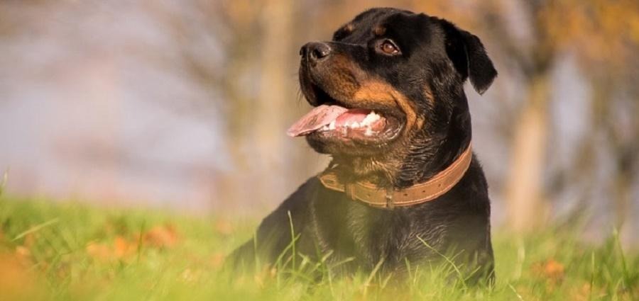 Atacado por 3 rottweiller: cómo se trabaja con los perros