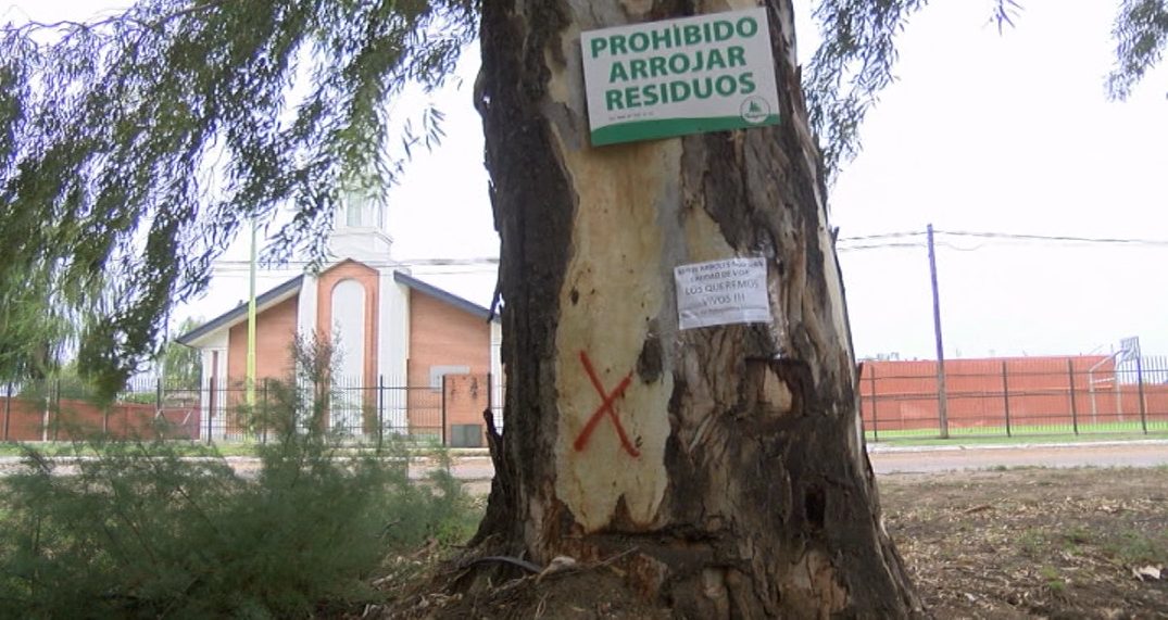 Detuvieron la tala de árboles en las obras de la avenida 14 de julio