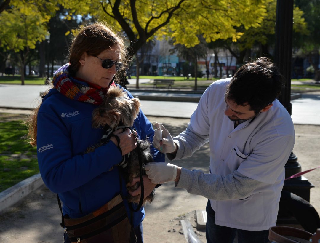 Vacunación antirrábica gratuita para perros y gatos