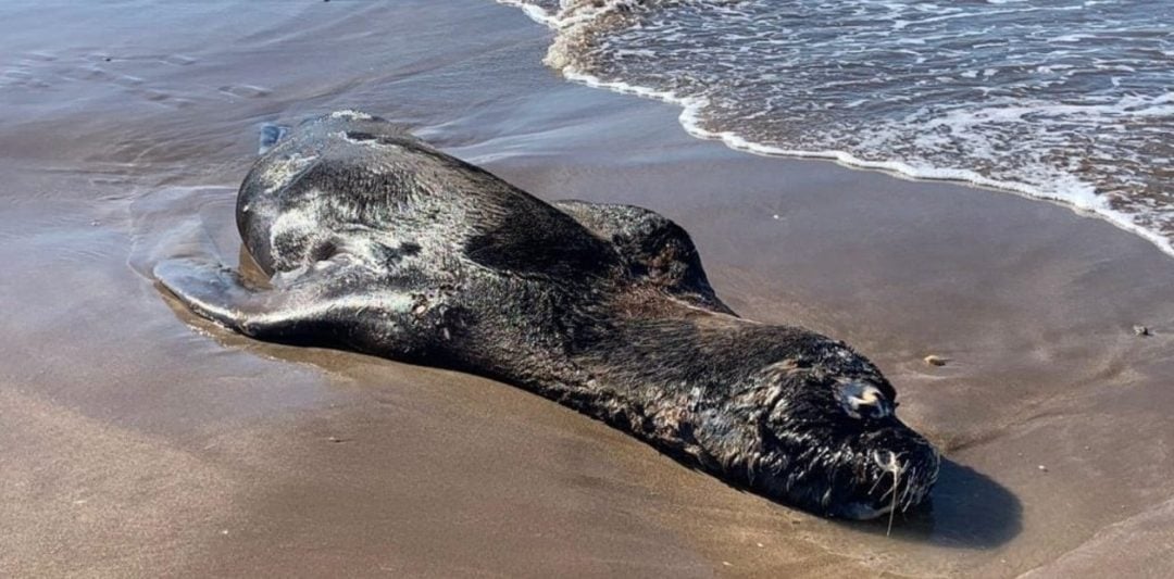 Alerta por la gripe aviar: hay mortandad de lobos marinos en las playas bonaerenses