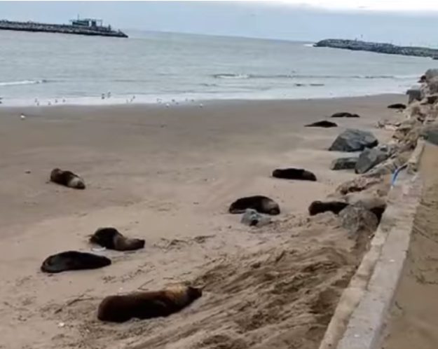 Gripe aviar: encontraron lobos marinos muertos en Necochea y hay sospechas de contagio