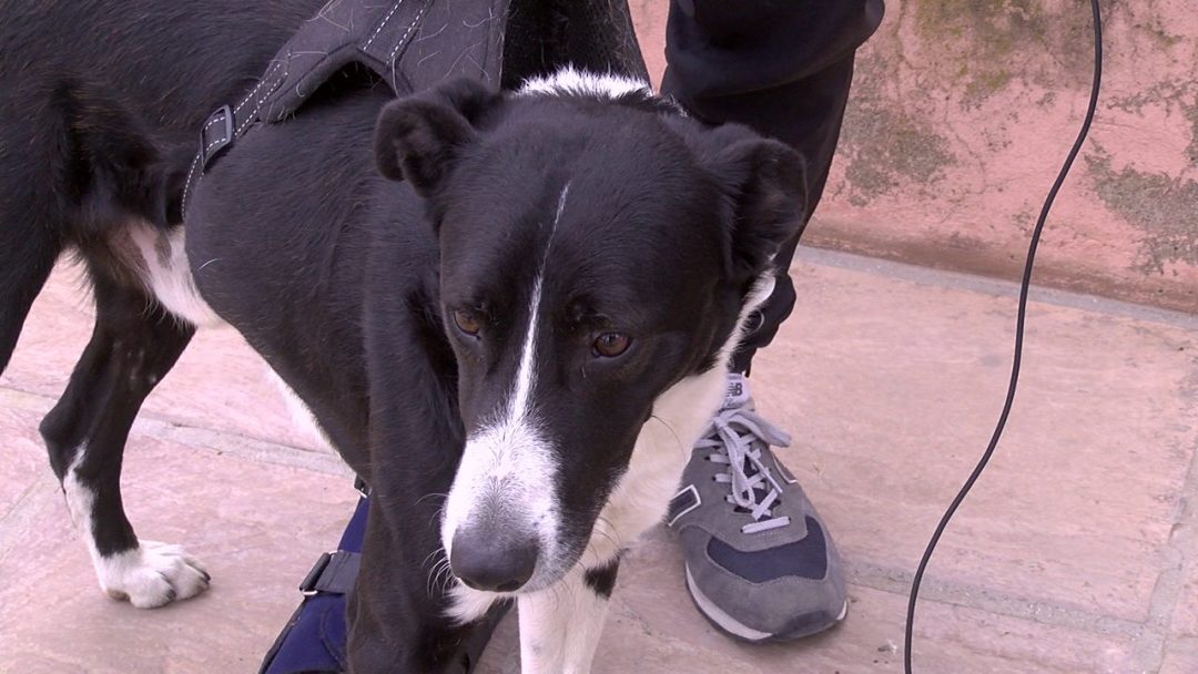 La recuperación de “Carbón”, el perro arrojado desde un segundo piso