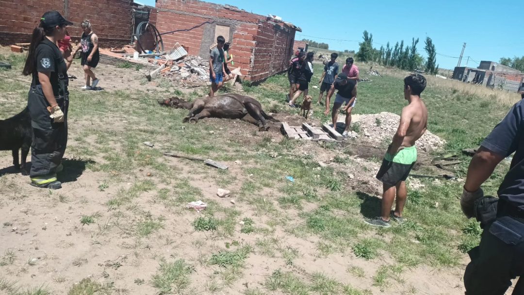 Rescataron a un potrillo que cayó a un pozo ciego