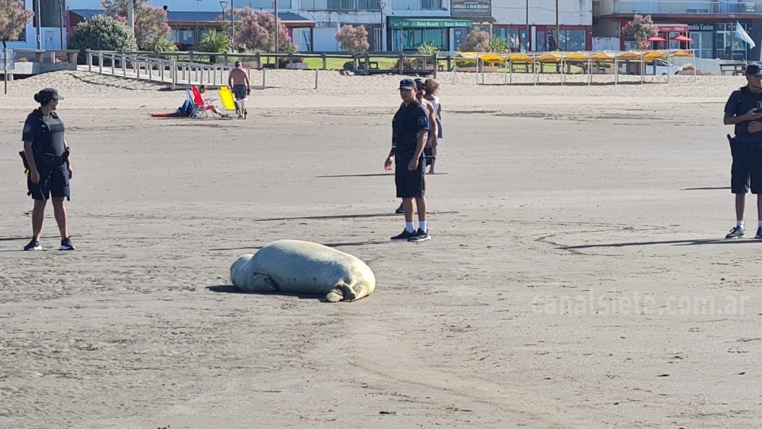 Apareció un Elefante Marino Juvenil en la costa de Monte Hermoso