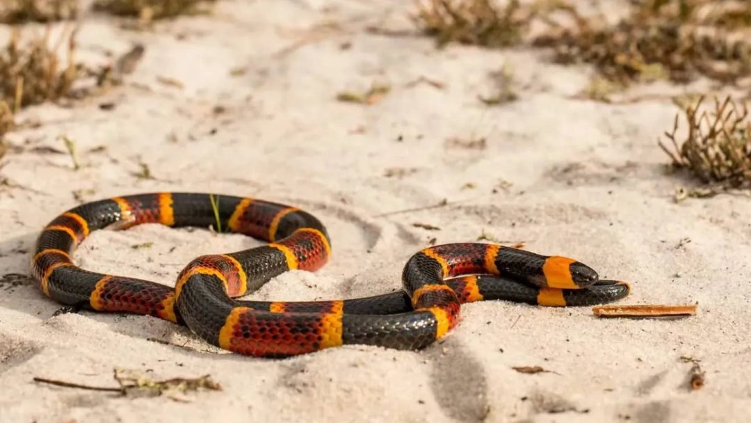 Una nena de un año fue mordida por una serpiente coral y está grave