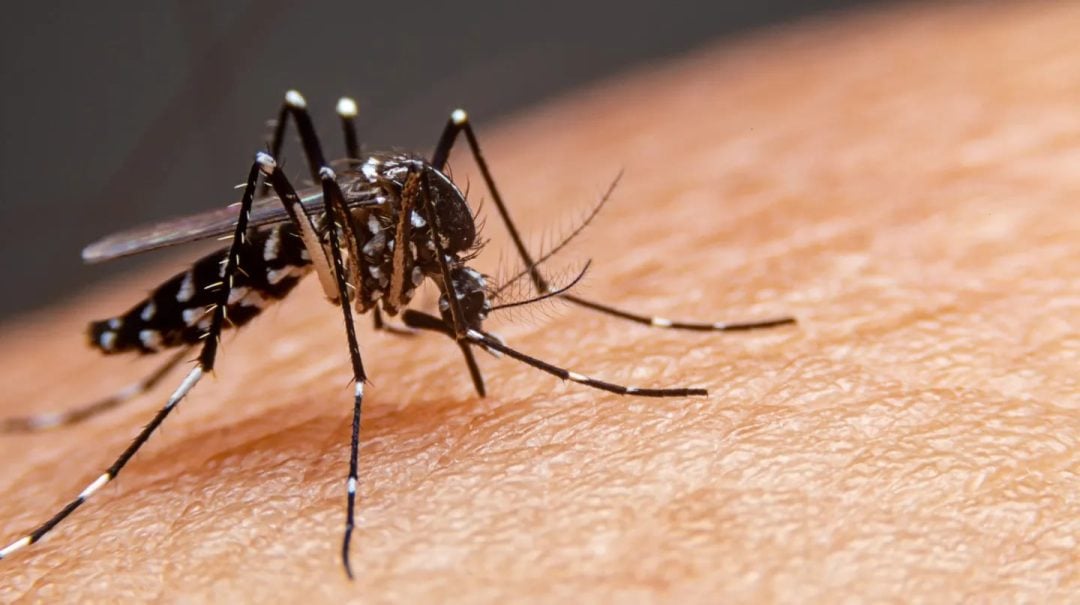 Más de 315 mil casos de dengue en lo que va del año