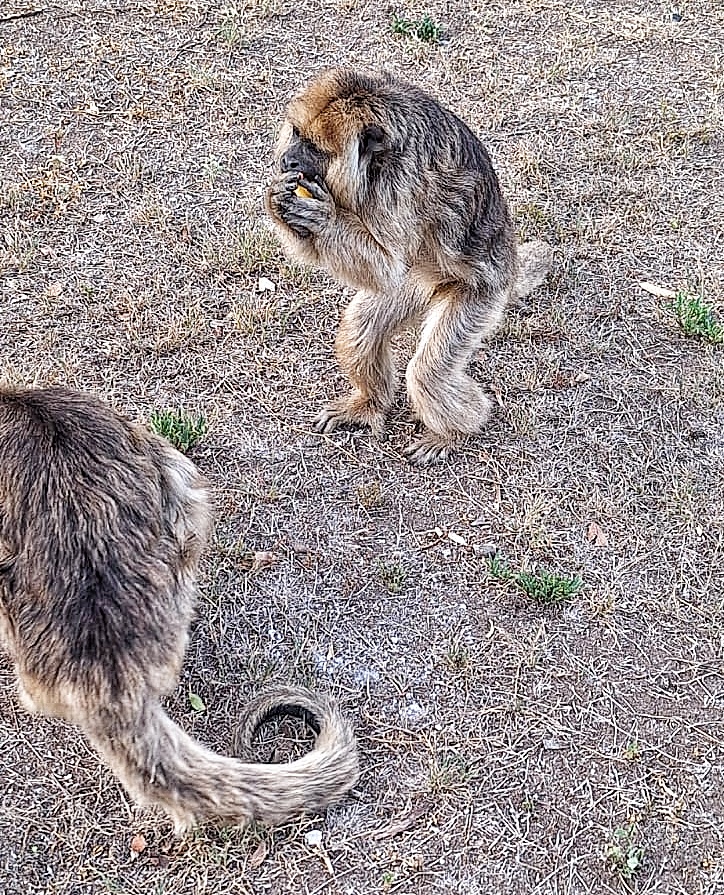 Procedimiento por la presencia de monos en un domicilio particular