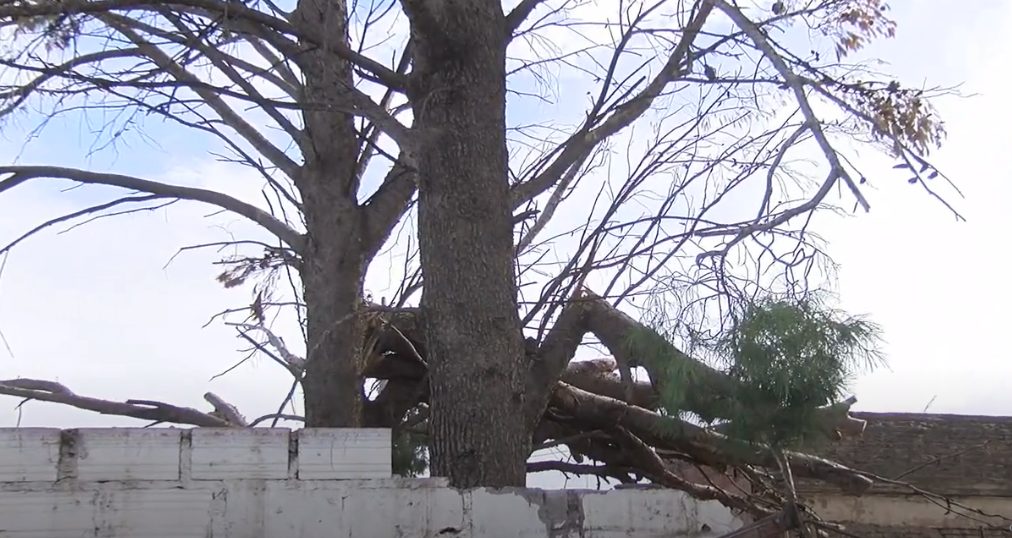 Un árbol que le genera más de un problema en su casa y teme que haya más consecuencias