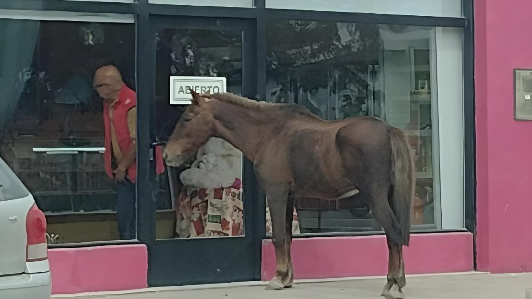 Una visita inesperada en la puerta de la panadería en Cerri