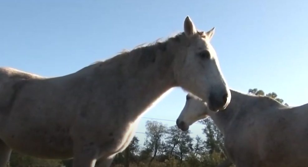 Primer caso de encefalitis equina en Bahía