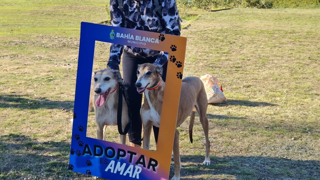 Ya funciona AdoptAME, el programa de adopción animal del Municipio