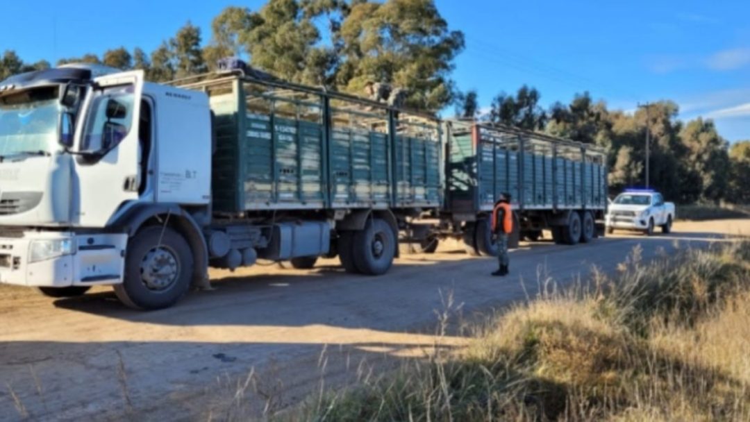 El Comando de Prevención Rural de Coronel Suárez secuestró 100 terneros que eran trasladados sin documentación