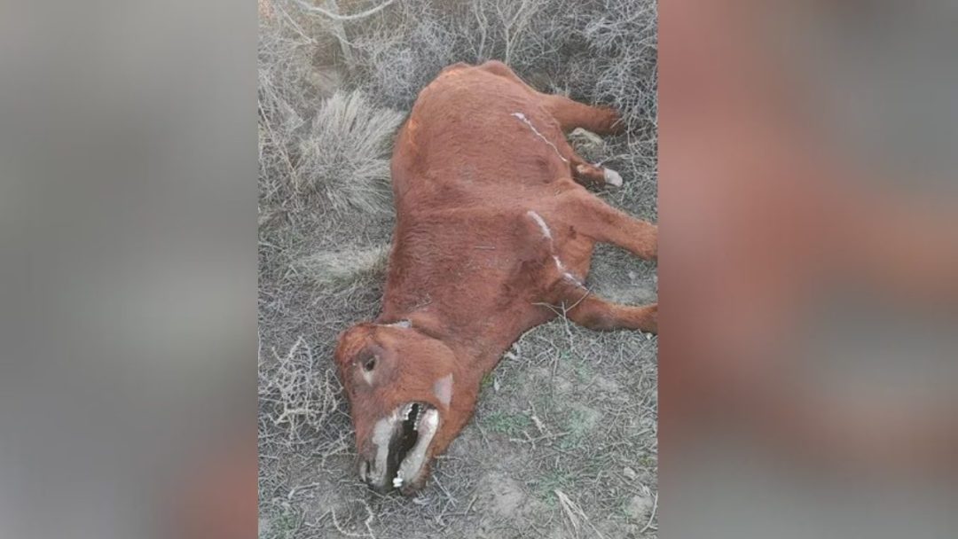 ¿Vuelve el chupacabras?: Hallan una vaca mutilada en las afueras de Carmen de Patagones