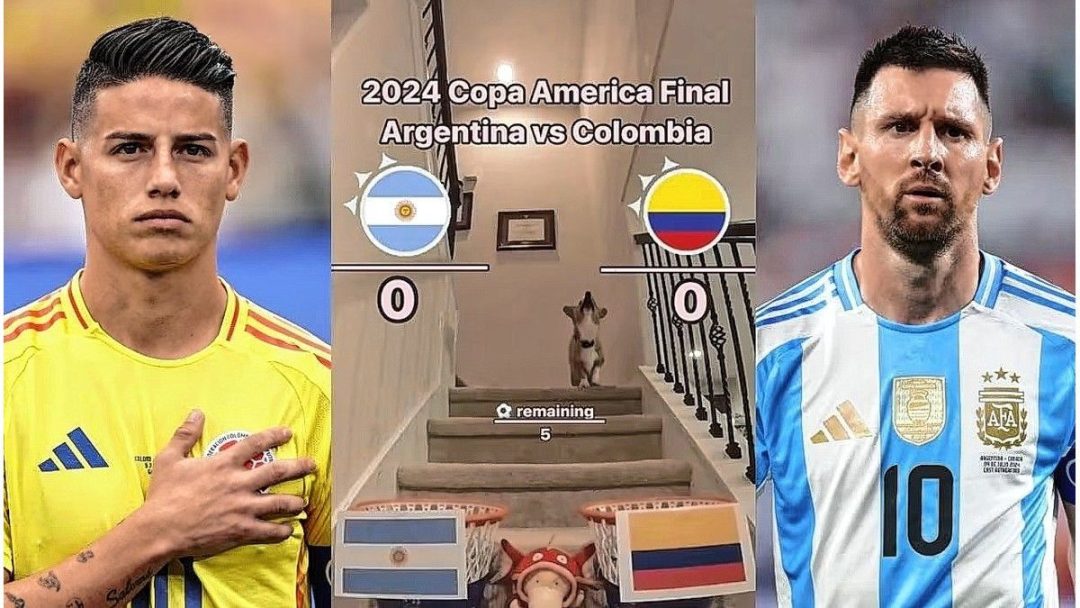 Final de la Copa América: qué predijo el perro viral sobre Argentina vs Colombia