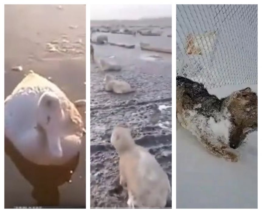 Frío mortal: las impresionantes imágenes de animales congelados