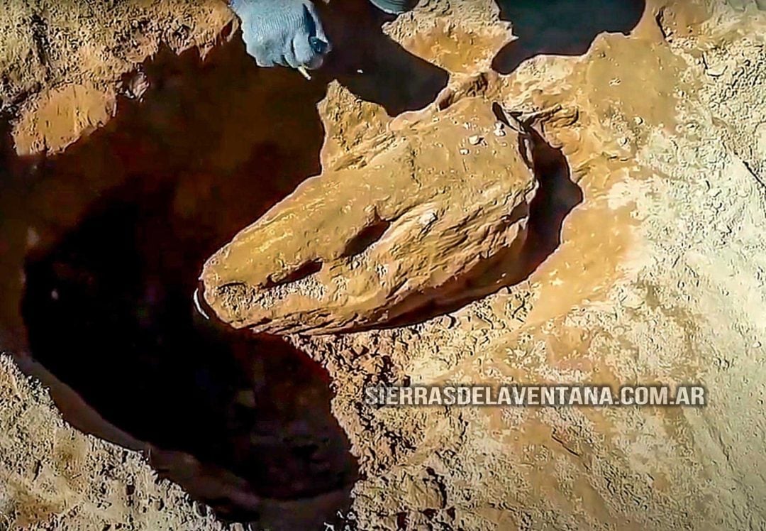 Hallazgo de un gigante Escelidoterio de 25 mil años a solo 58km de Sierra de la Ventana