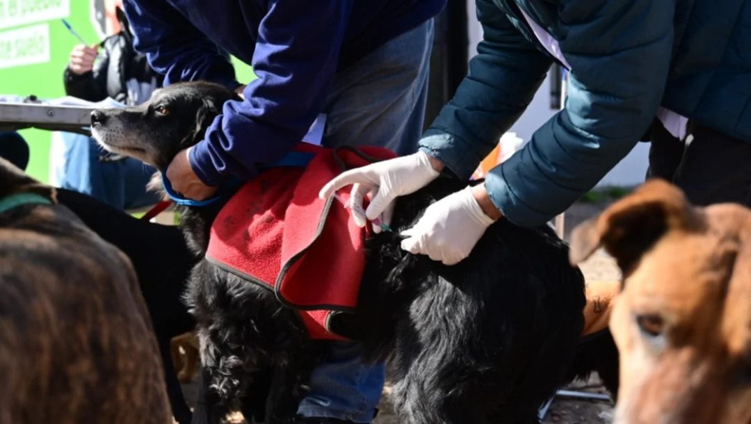 Atención veterinaria municipal del 19 al 23 de agosto