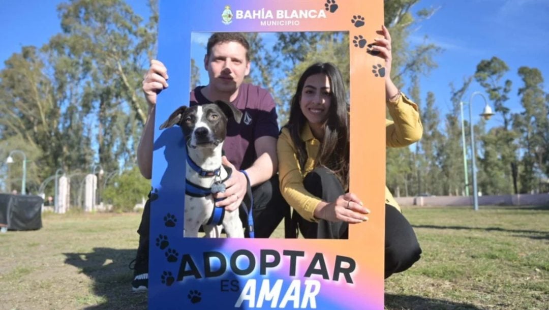 “AdoptAME” – perros y gatos en situación de calle buscan una familia