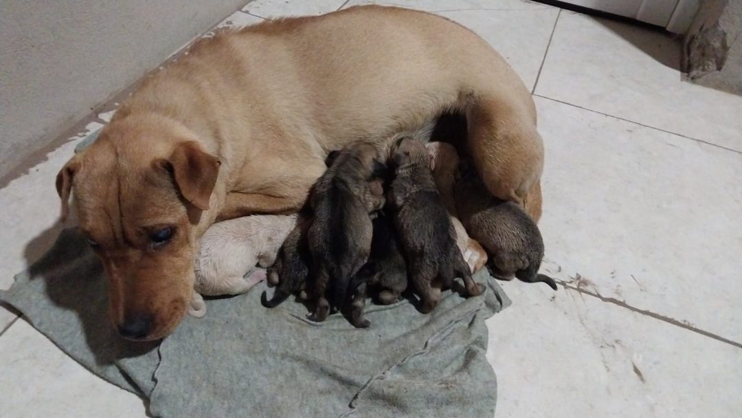 Lo detuvieron por abandonar siete cachorros recién nacidos