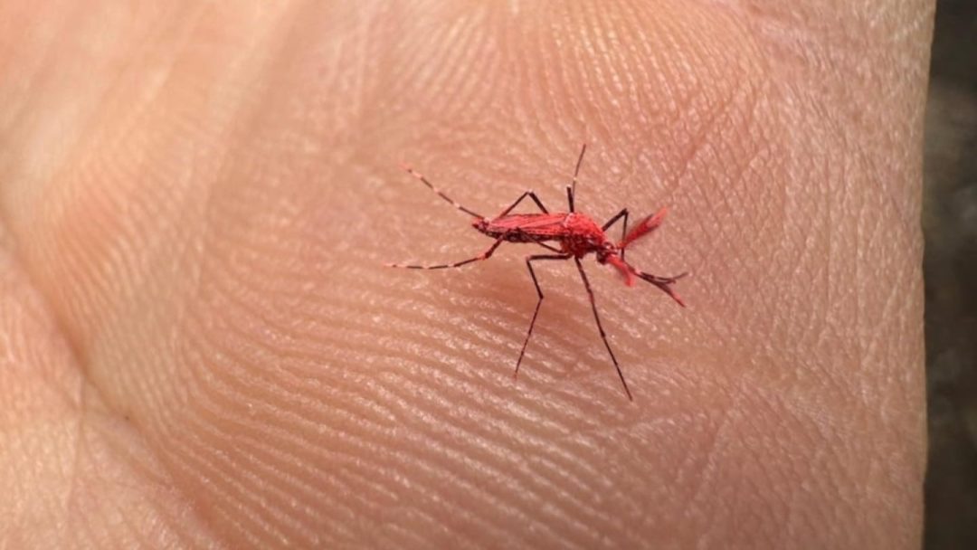 Qué son los nuevos mosquitos rojos que crearon para combatir el dengue y por qué no hay que matarlos