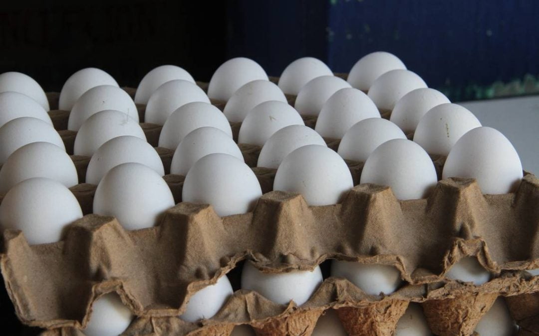 El crecimiento del consumo de huevos en Bahía Blanca: una opción nutritiva y accesible