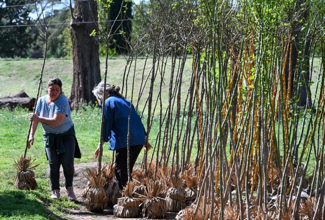 Entrega de árboles en el marco de Reverdecer Bahía