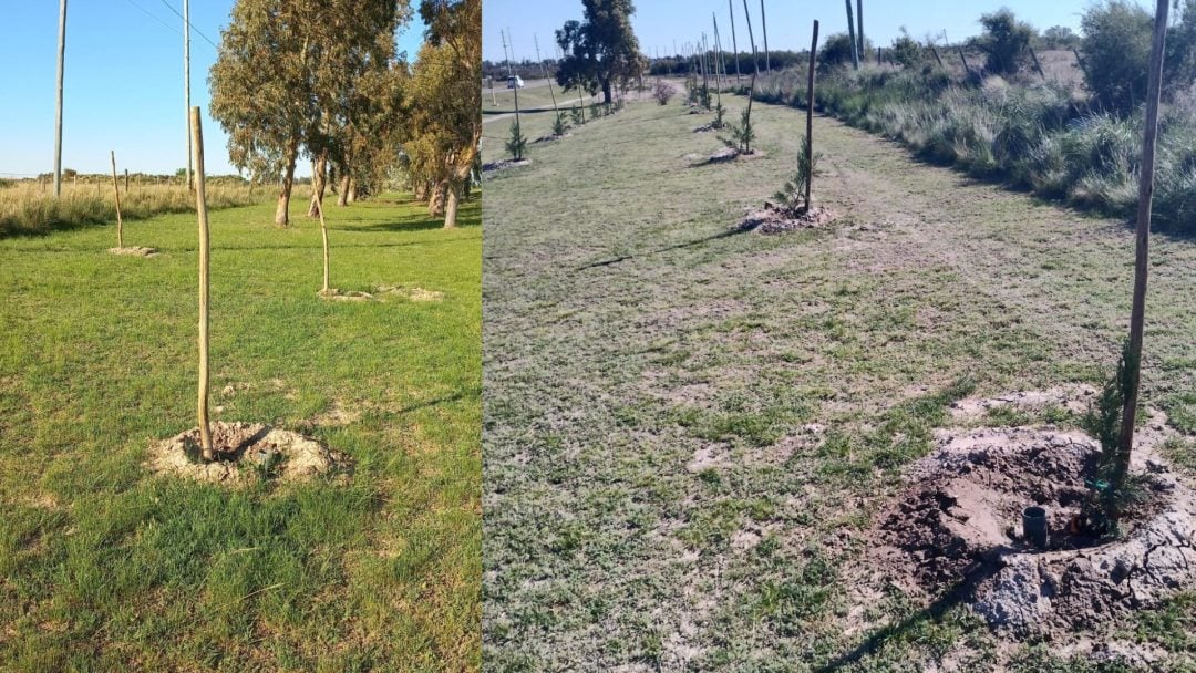 Preocupación por robos de árboles en el proyecto de forestación en Cerri