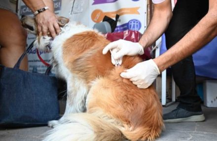 antirrábica perros gatos castración