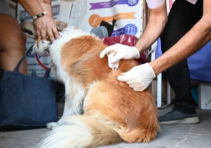 antirrábica perros gatos castración