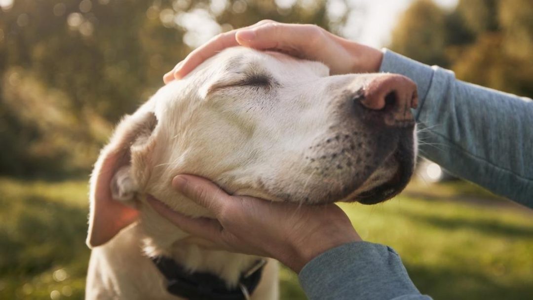 El vínculo entre dueño y mascota: cómo entender sus señales y cuidar su salud