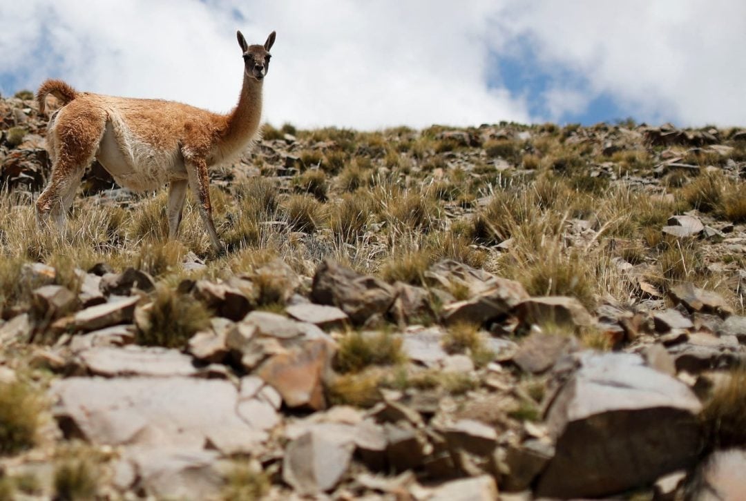 Cuatro cazadores furtivos fueron descubiertos mientras mataban guanacos en una reserva natural en Mendoza